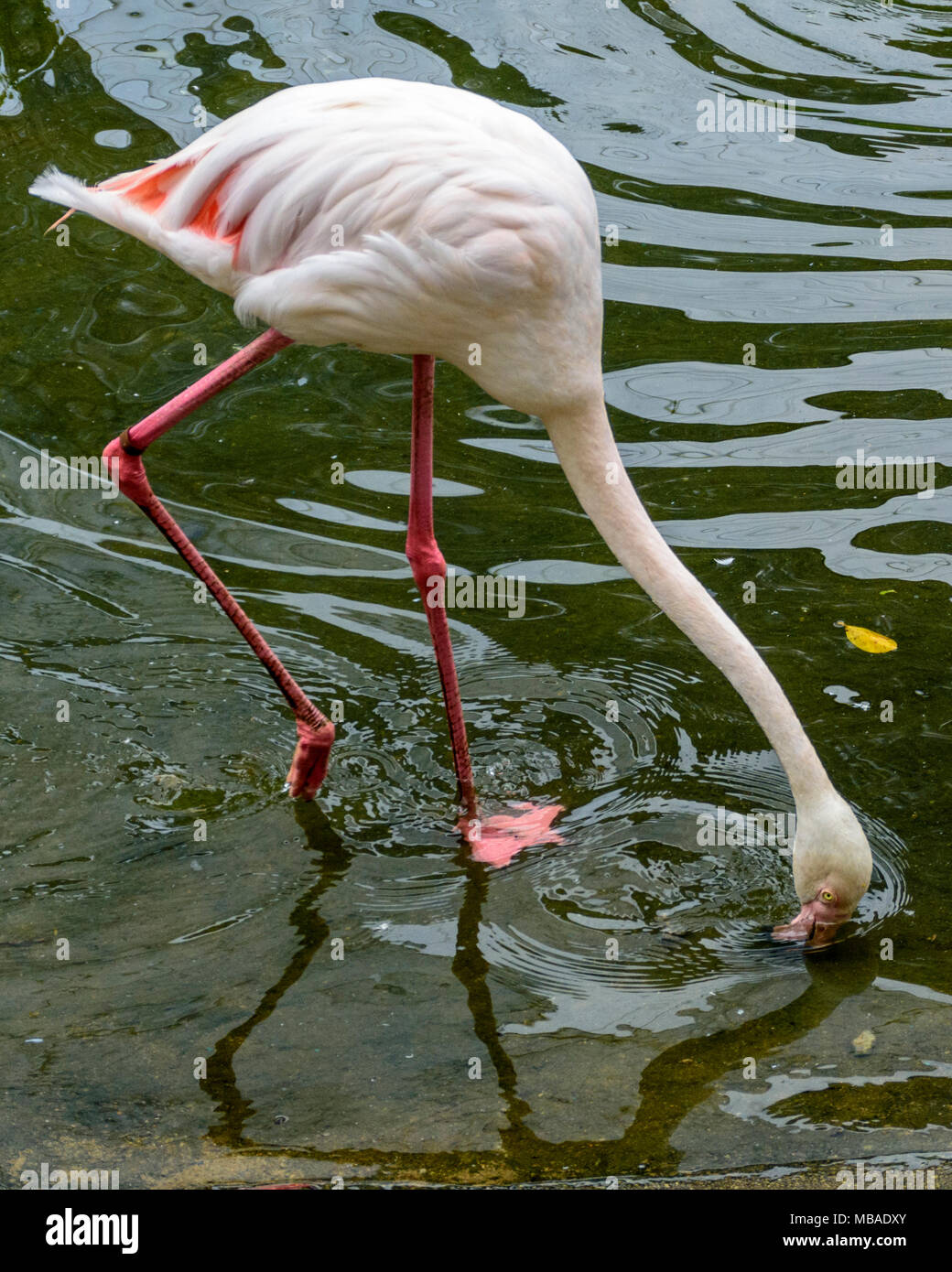 Ein größerer Flamingo, der seinen Kopf in Wasser taucht, um ihn zu füttern, Kuala Lumpur, Malaysia. Stockfoto