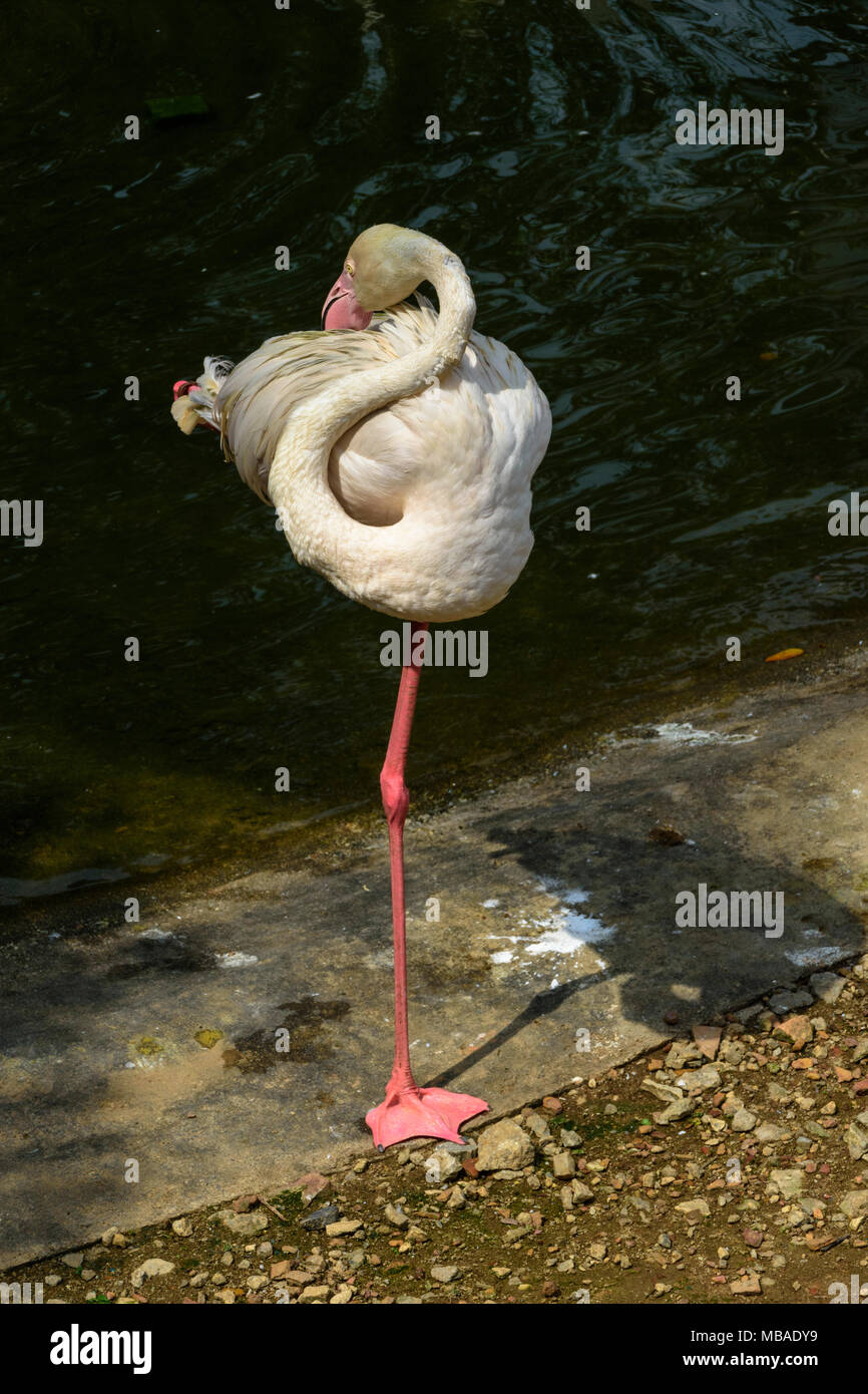 Ein großer Flamingo, der auf einem Bein steht, Kuala Lumpur, Malaysia. Stockfoto