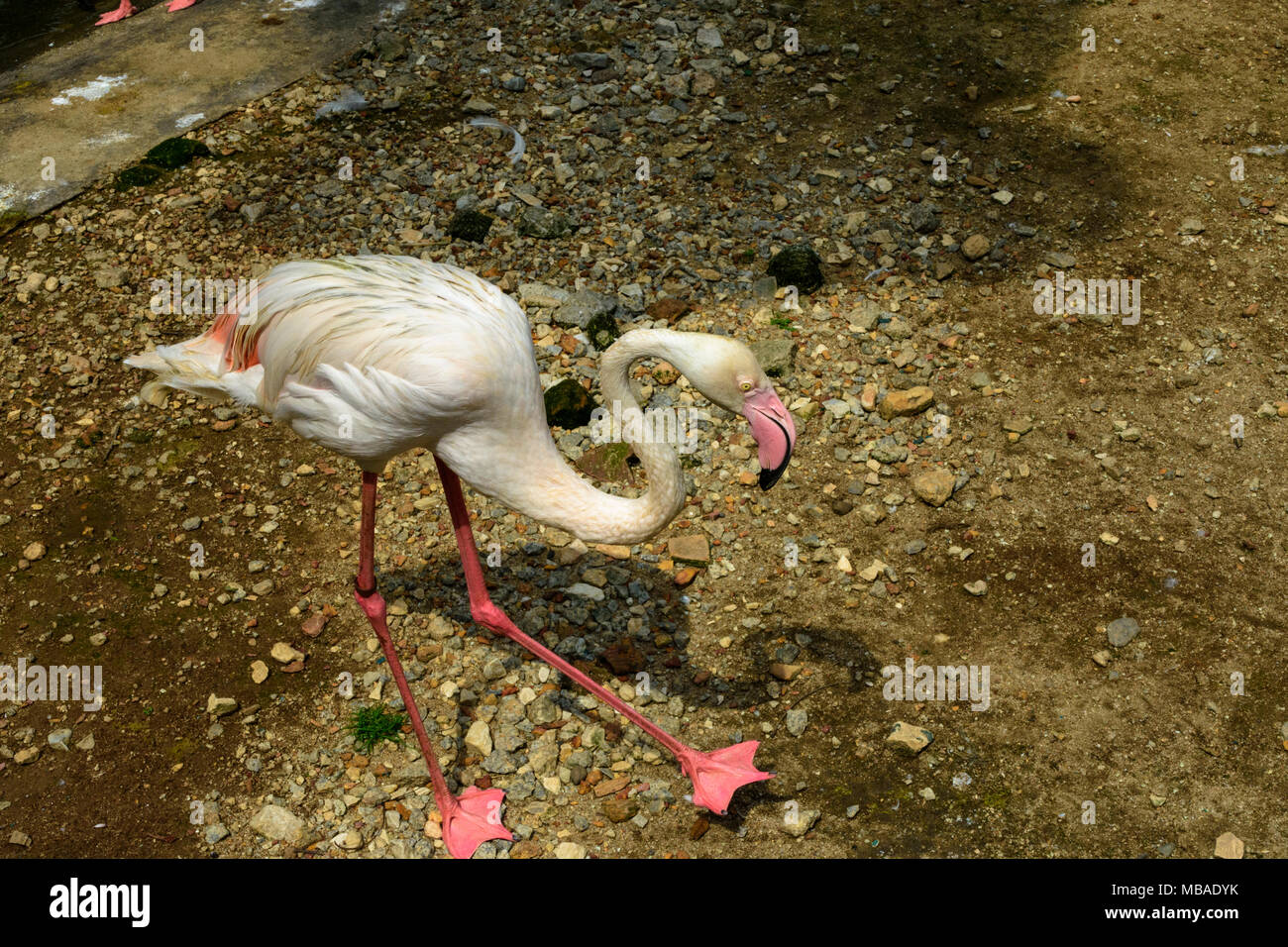 Ein größerer Flamingo zu Fuß in Kuala Lumpur, Malaysia. Stockfoto