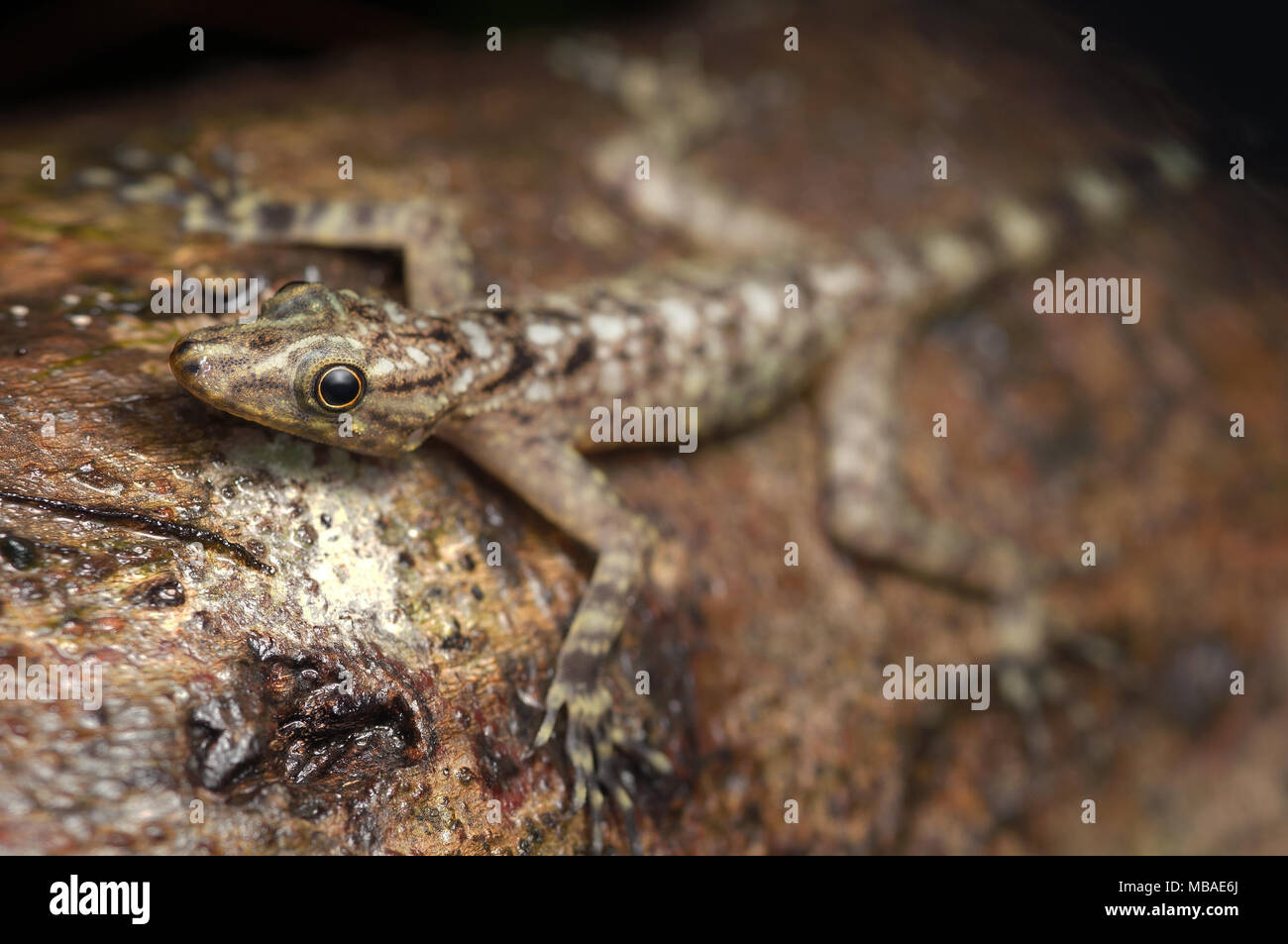 Kalkstein gecko Cnemaspis kendallii Stockfoto