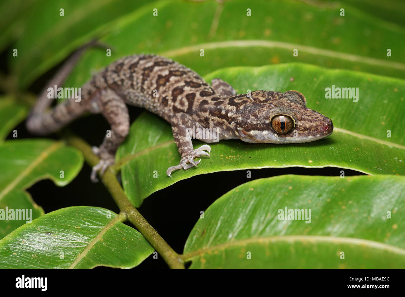 Von Inger bug Fingered gecko Cyrtodactylus pubisulcus Stockfoto