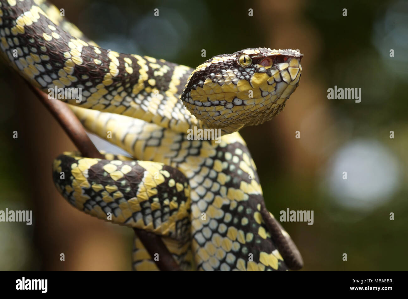 Wagler's Pit viper Tropidolaemus wagleri Stockfoto