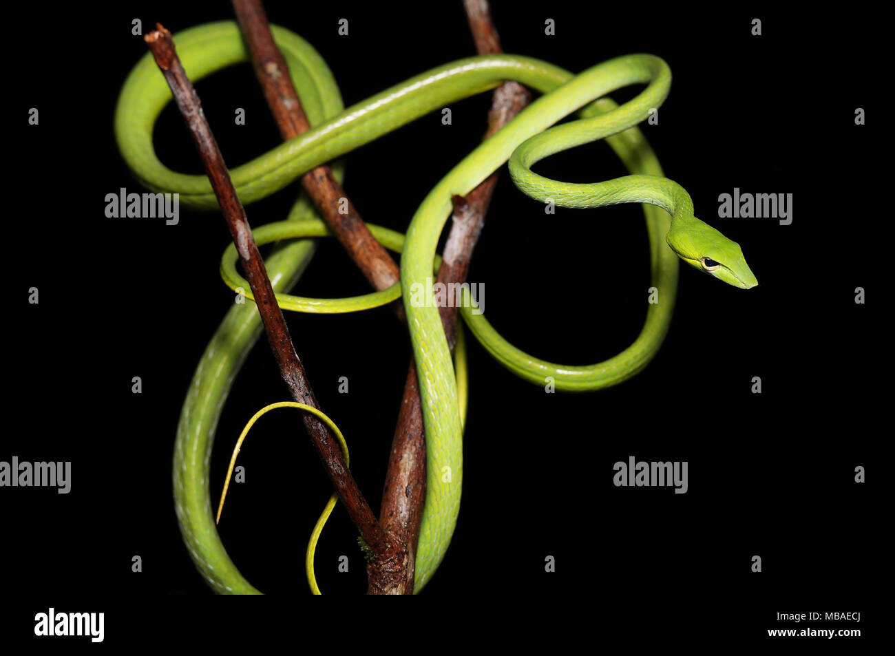 Orientalische vine Whip snake Ahaetulla prasina Stockfoto