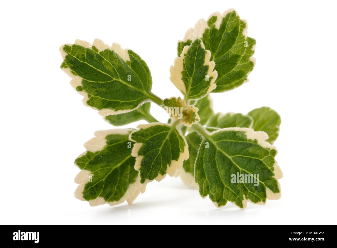 Weihrauch Pflanzen (Plectranthus coleoides) isoliert auf weißem Stockfoto