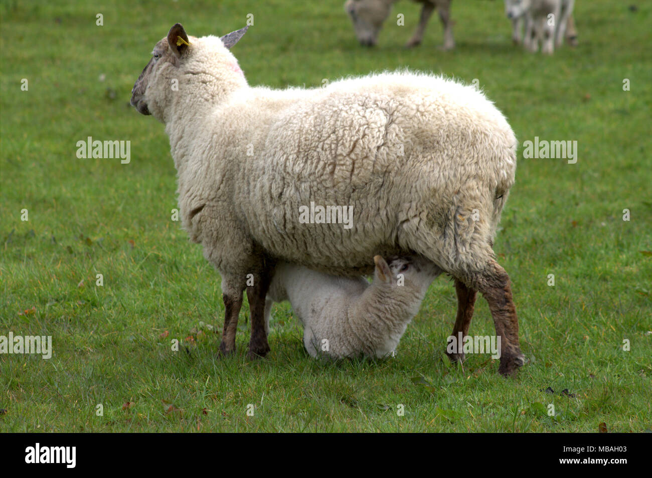 Frühjahr Lämmer auf dem Gras auf der Weide. West Cork Irland. Stockfoto