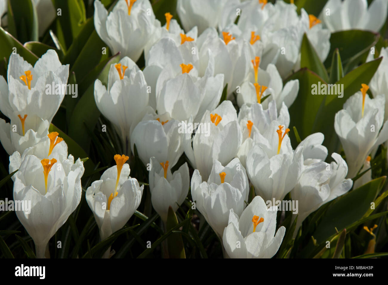 Weiße Feder Krokusse. Stockfoto