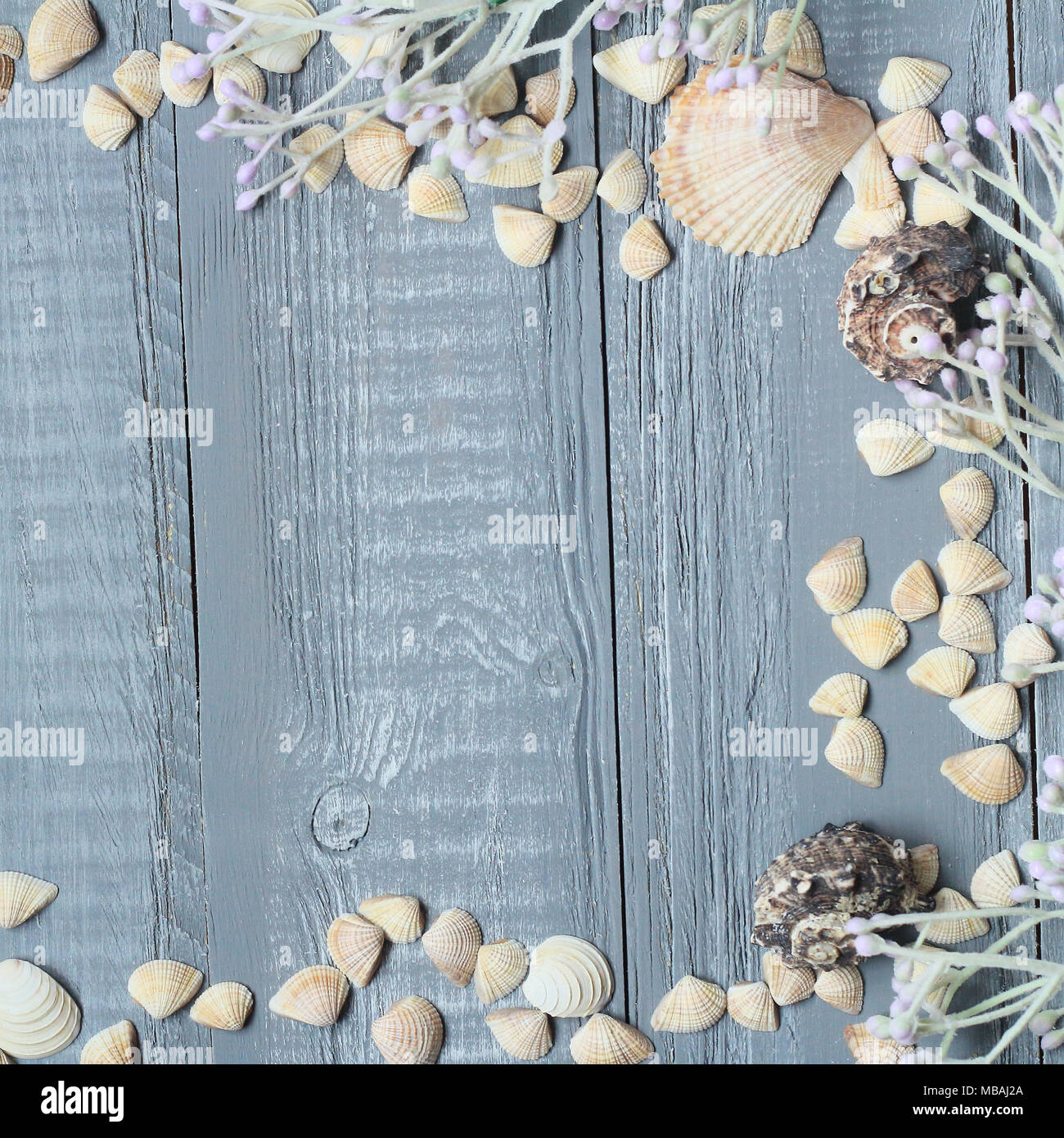 Blau Holz- Hintergrund mit schönen Muscheln. Kopieren Sie Platz für Text Stockfoto