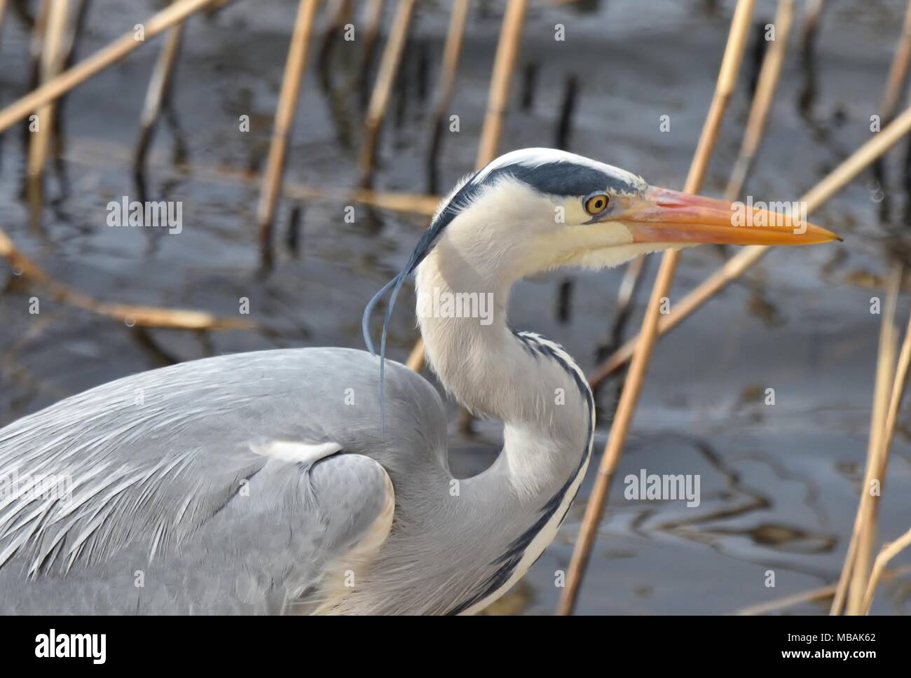 Graureiher. Stockfoto