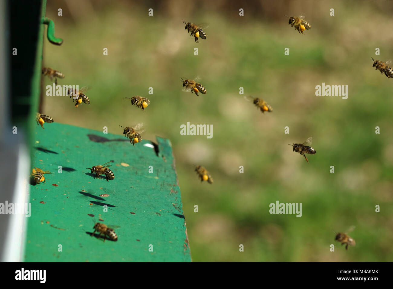 Nahaufnahme der Honig Bienen mit Pollen Korb, in ihrem Bienenstock fliegen. Stockfoto