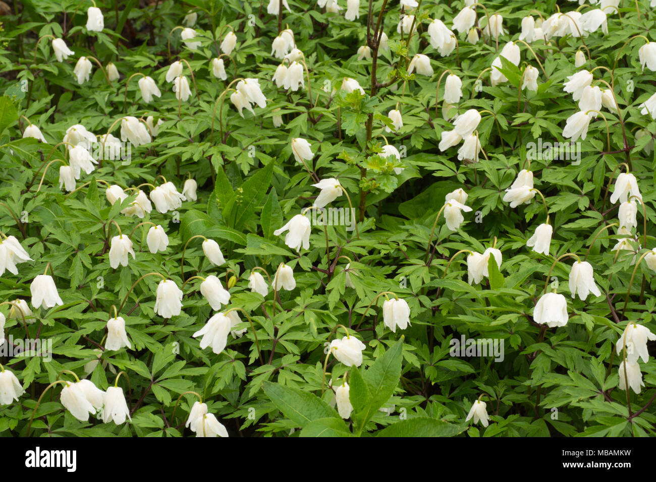 Buschwindröschen (Anemone officinalis) im Frühling im alten Wald in Hampshire, Großbritannien Stockfoto