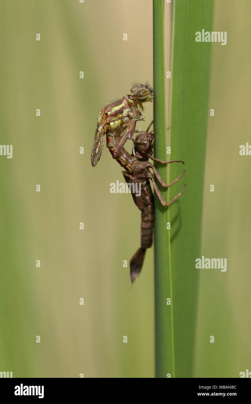 Damselfly emerging Sequenz (5 Fotos) Stockfoto