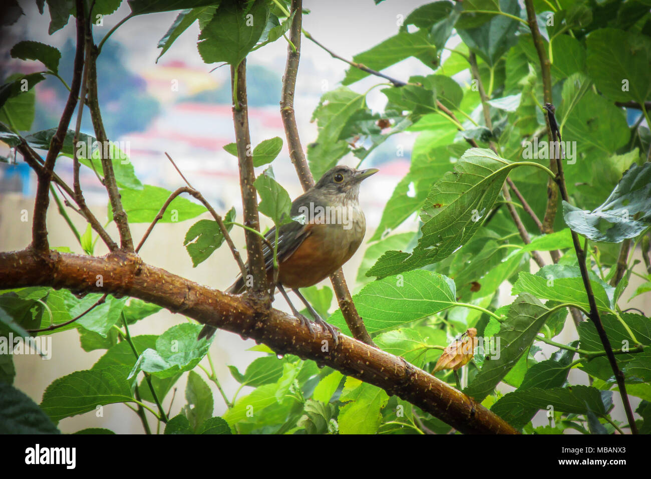 Rufous-bellied Thrush auf einem Baum in der Stadt Stockfoto