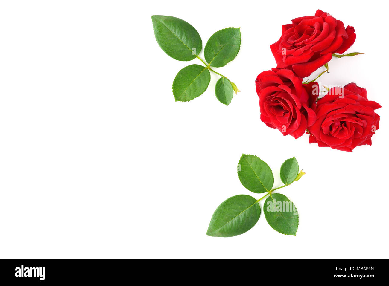 Rote Rosen mit grünen Blättern auf weißem Hintergrund. Ansicht von oben. Freier Platz für Text. Stockfoto