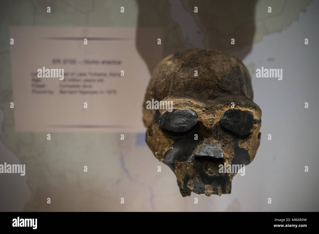 Kompletter Schädel von Hominiden, Homo erectus, östlich von Lake Turkana, Kenia, Afrika. 1,8 Millionen Jahre alt. Nairobi National Museum, Nairobi, Kenia, Afrika Stockfoto
