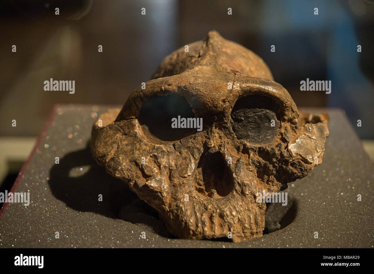 Schädel von Hominiden, Paranthropus boisei, australopithecinen. 2,6 - 1,2 Millionen Jahre alt, Ost Afrika. Pliozäne und pleistozäne Alter. Nairobi Museum Stockfoto