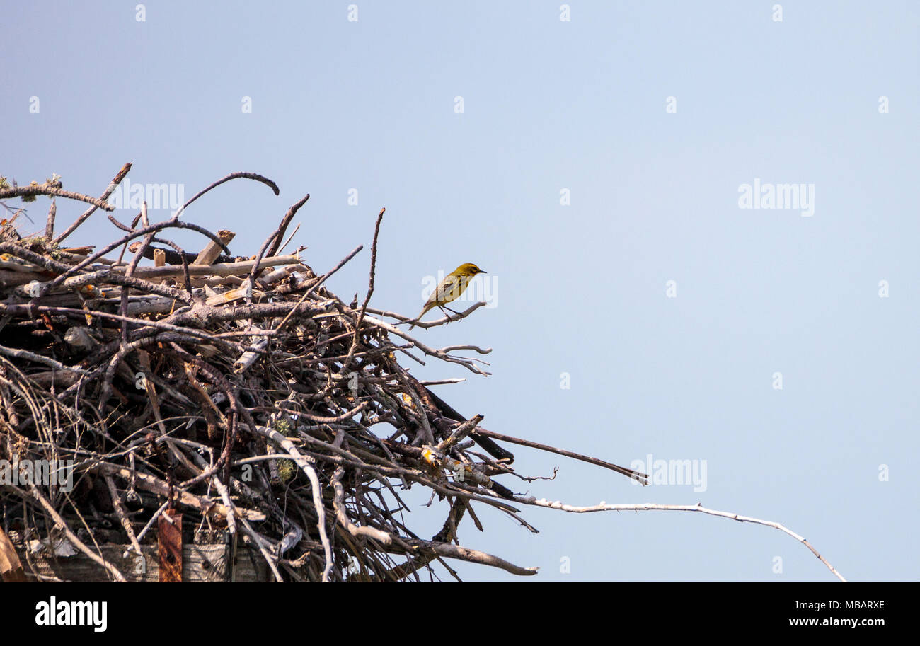 Pine warbler Vogel Setophaga pinus Sitzstangen auf einem großen osprey Nest über Tigertail Beach auf Marco Island, Florida Stockfoto