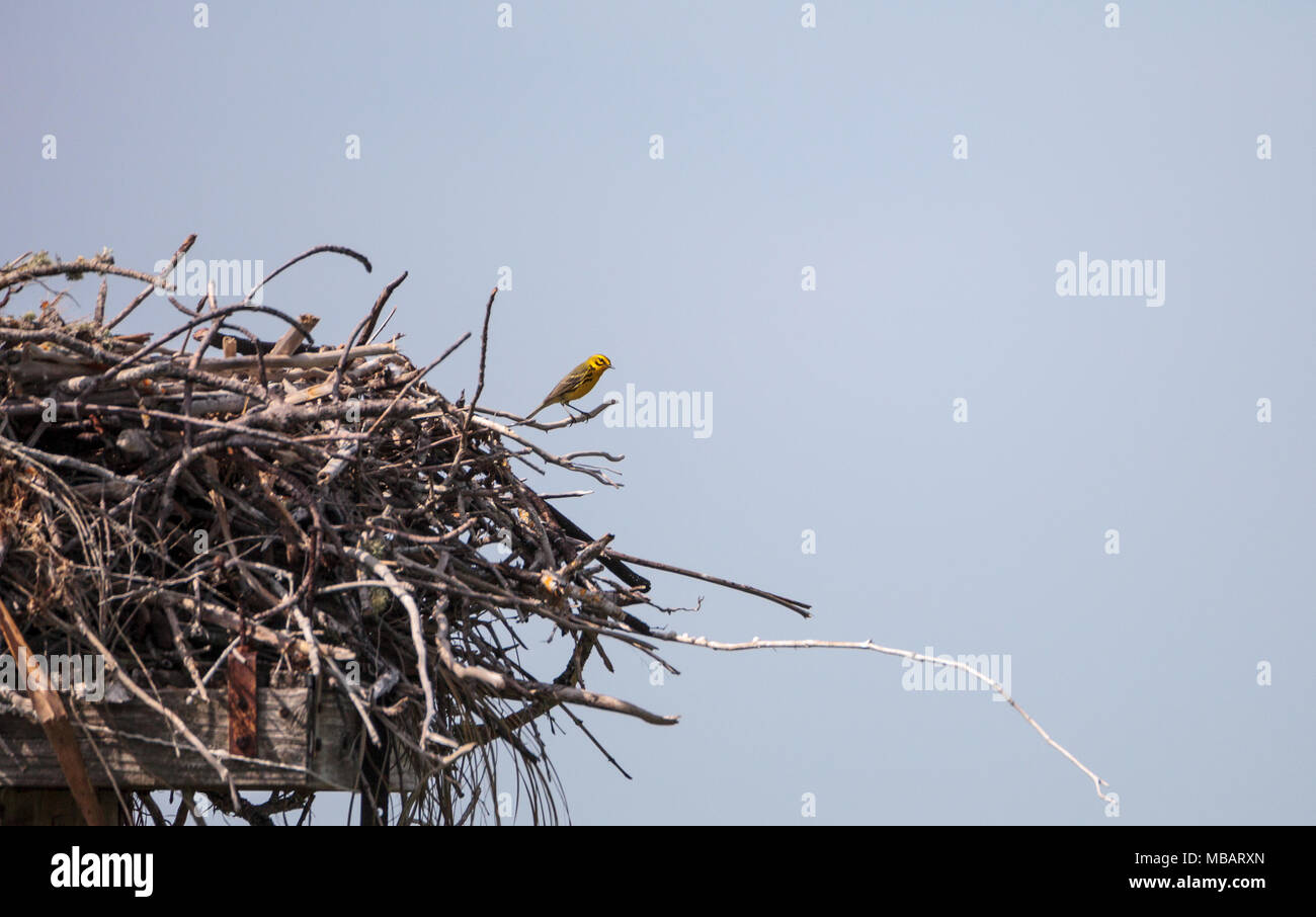 Pine warbler Vogel Setophaga pinus Sitzstangen auf einem großen osprey Nest über Tigertail Beach auf Marco Island, Florida Stockfoto