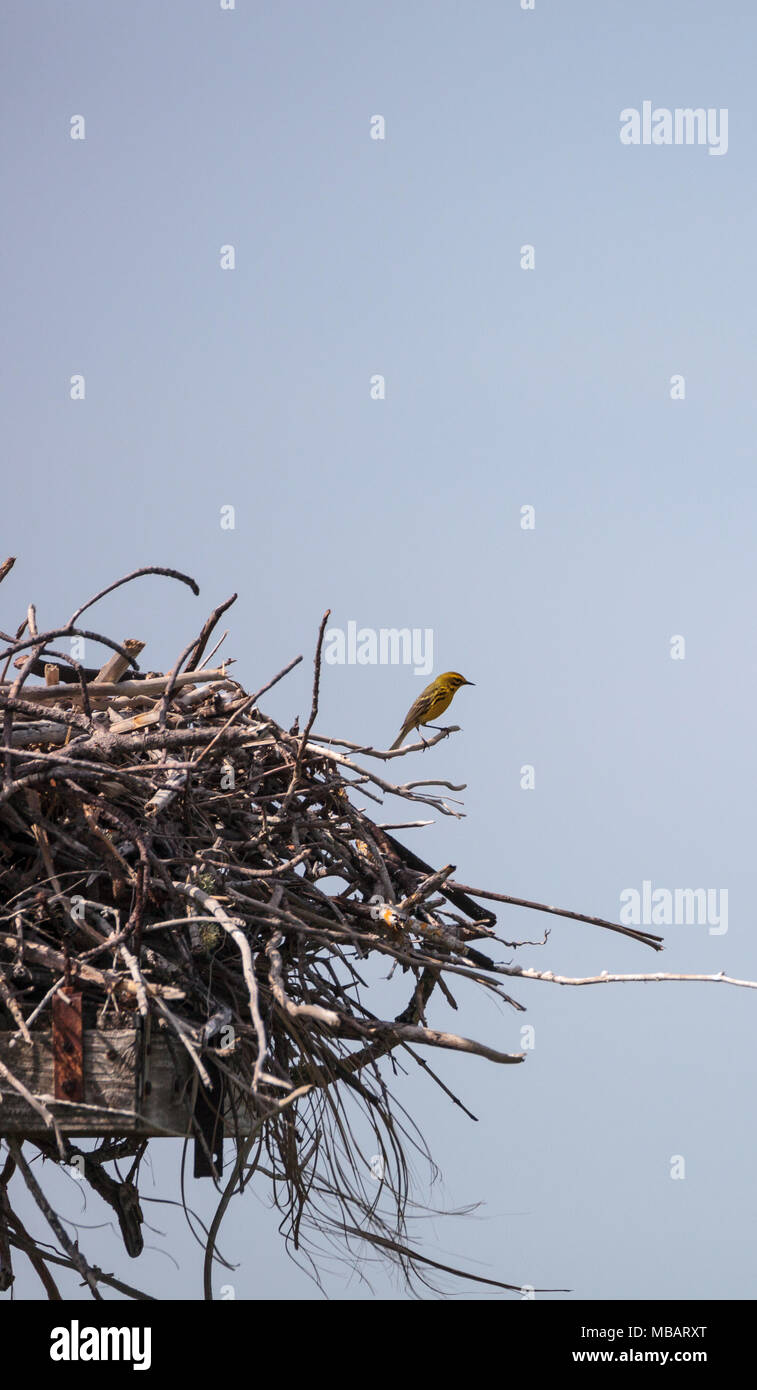 Pine warbler Vogel Setophaga pinus Sitzstangen auf einem großen osprey Nest über Tigertail Beach auf Marco Island, Florida Stockfoto