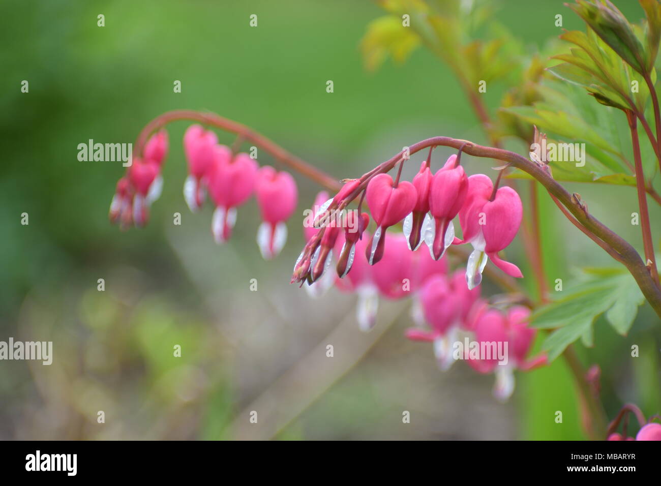 Blumen im kleinen Fotos und Bildmaterial in hoher Auflösung