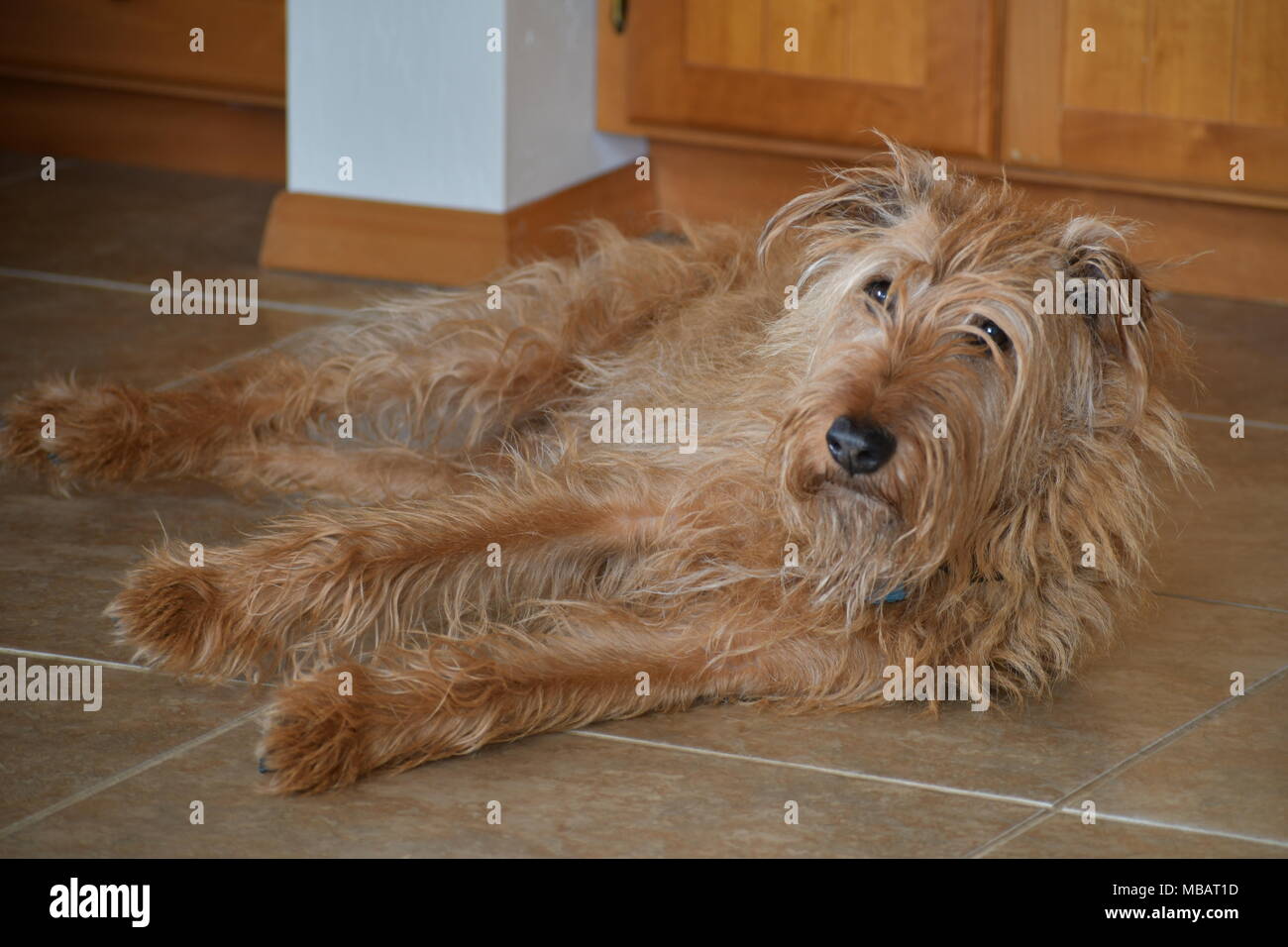 Ein Irish Terrier Abkühlung auf dem Fliesenboden Stockfoto