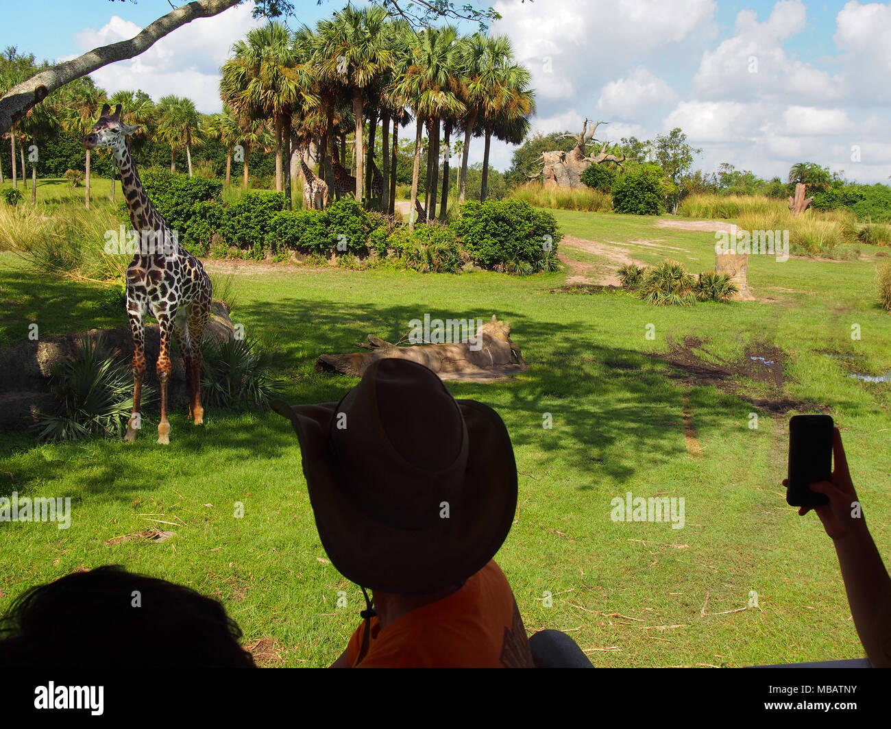 Walt Disney World Animal Kingdom Besucher beobachten, eine Giraffe, Orlando, Florida 2017 © katharine Andriotis Stockfoto