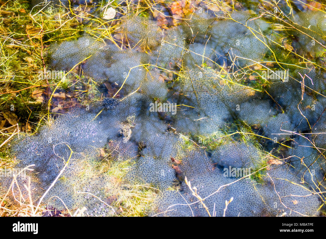 Tausende Eier mit Frosch spwan Stockfoto