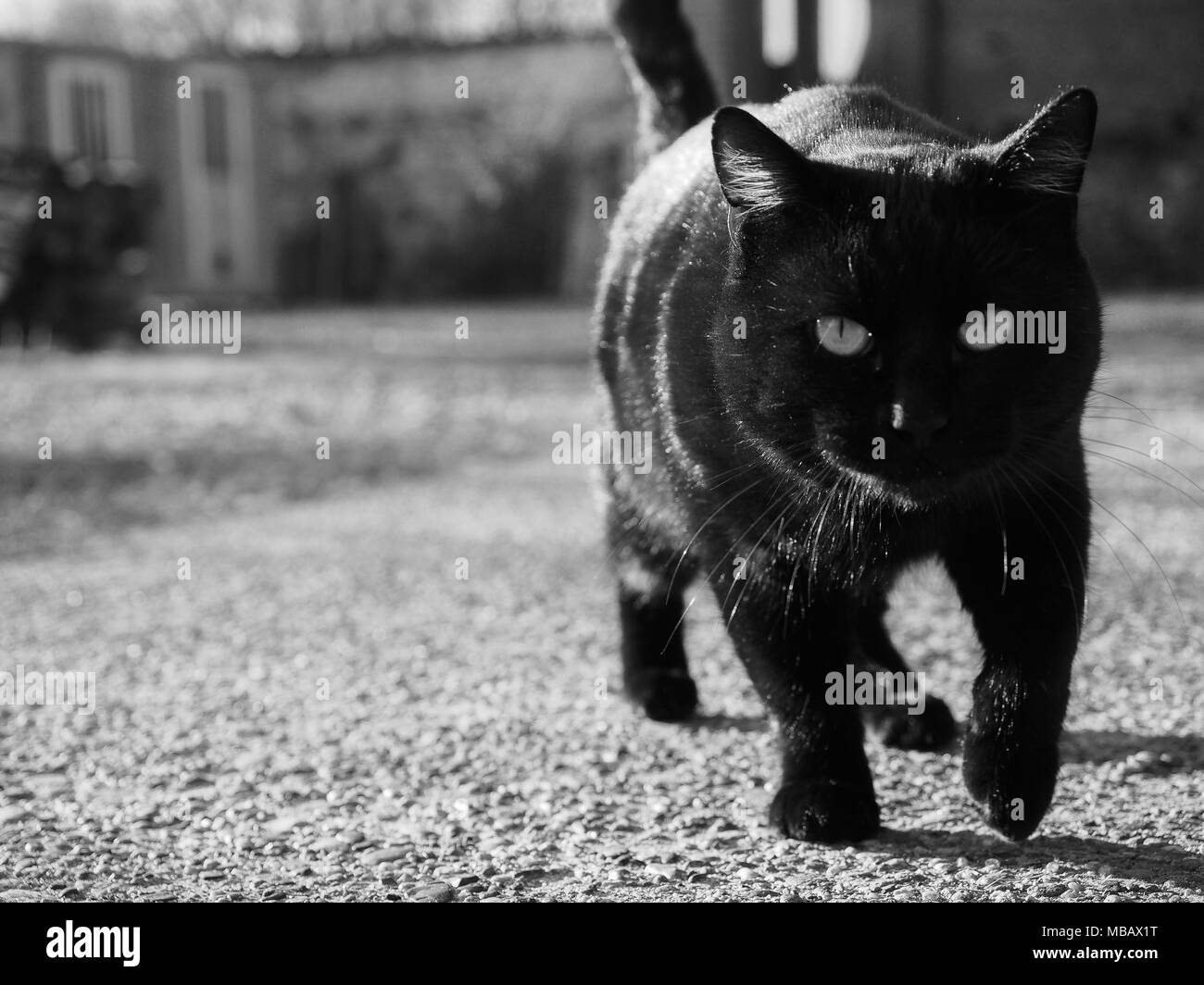 Schwarze Katze auf dem Weg zur Kamera, auf Cat mit unscharfen Hintergrund - mit Kopie Raum konzentrieren Stockfoto