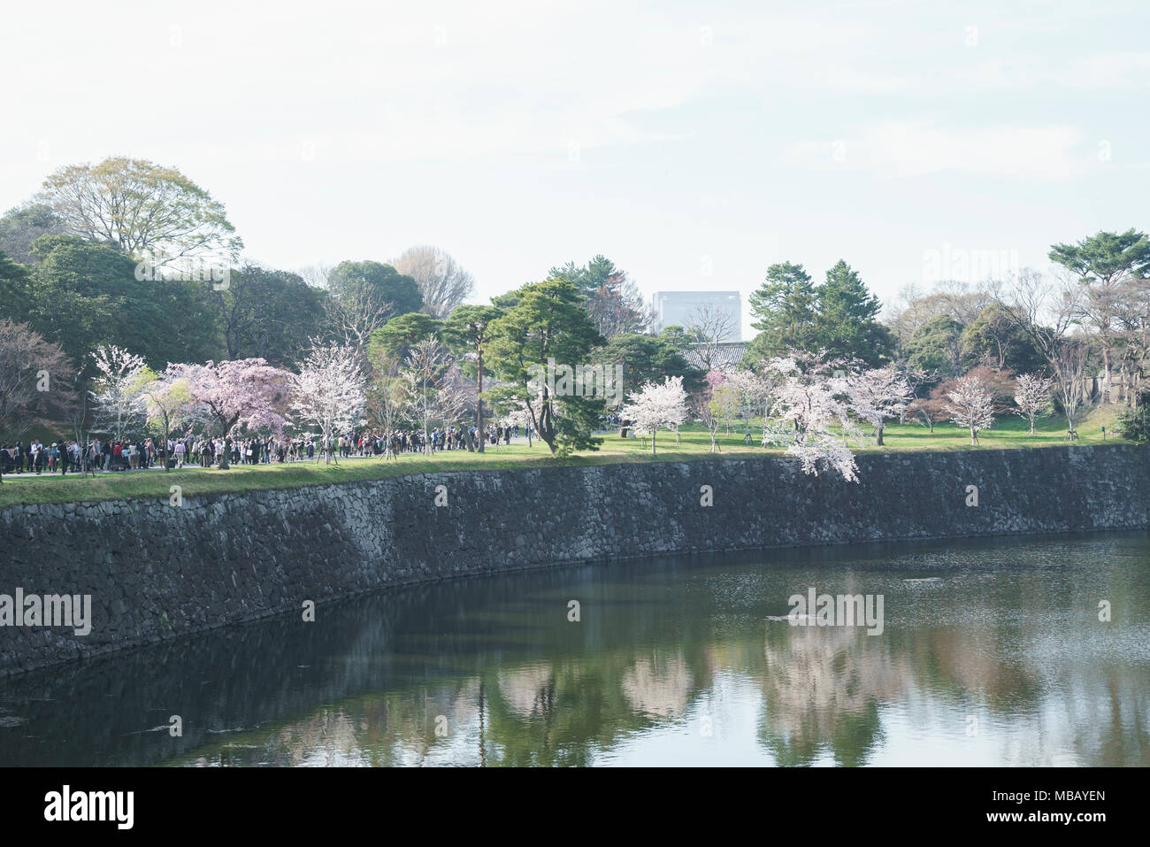 Kirschblüte an Inui Street, Imperial Palace, Tokio, Tokyo, Japan Stockfoto