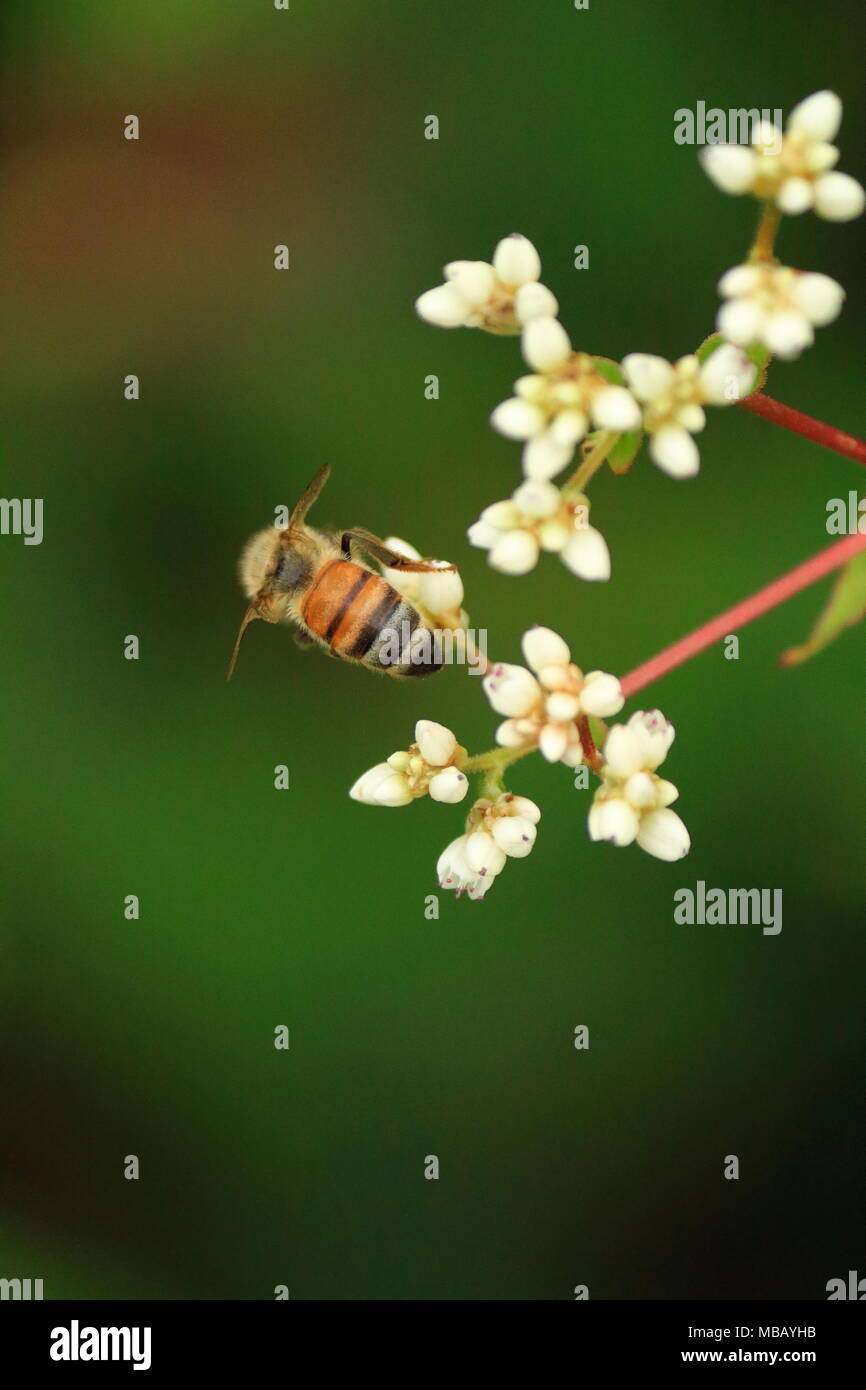 Biene polinating Blumen Stockfoto