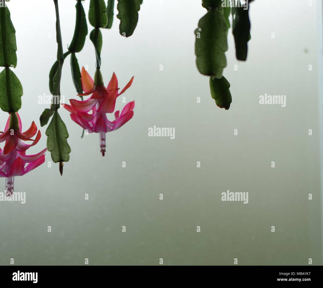 Kaktus Blumen hängend nach unten aus einem Regal vor eine undurchsichtige  Fenster Stockfotografie - Alamy