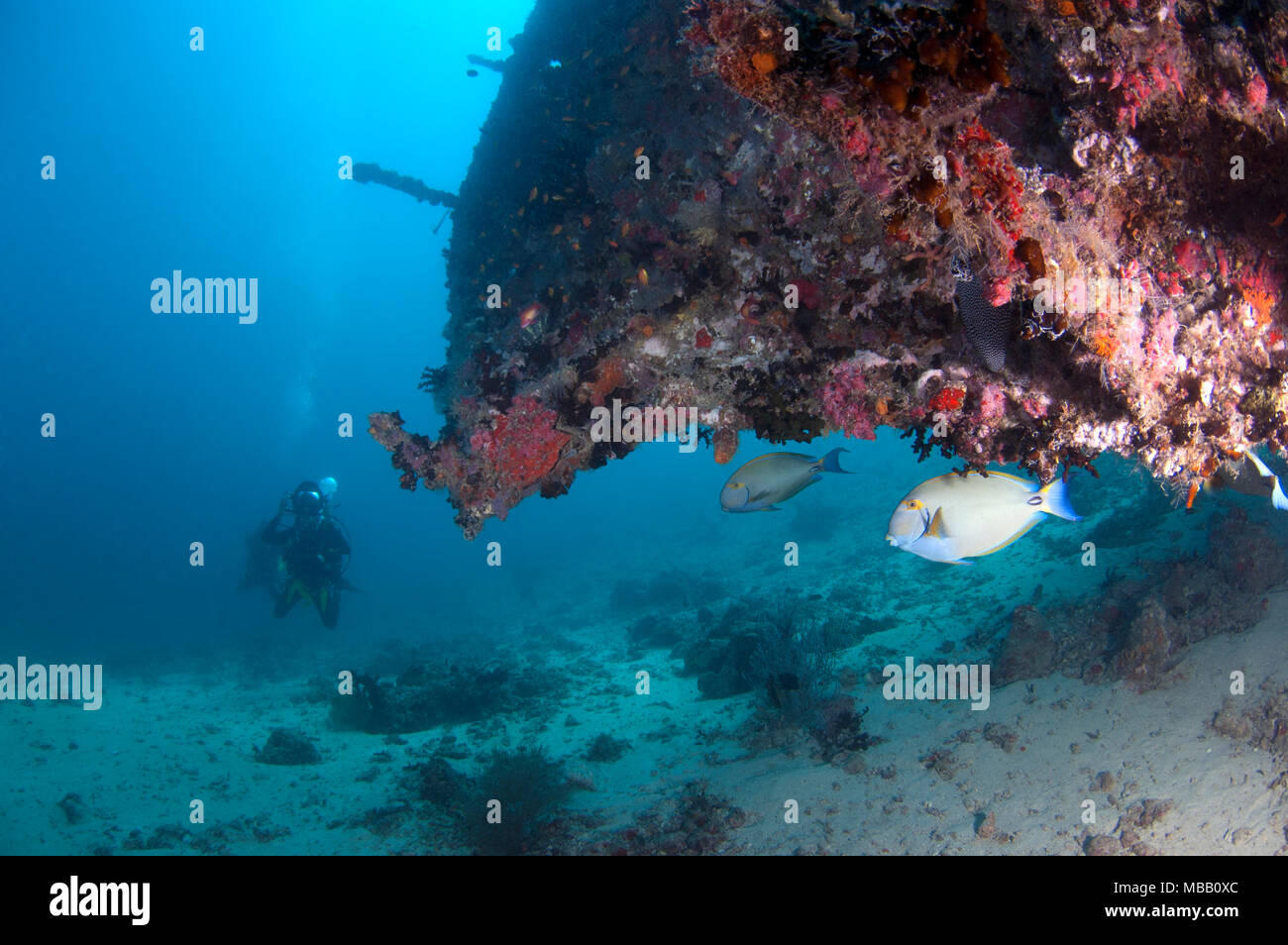 Taucher in Werft Wrack in Lhaviyani Atoll, Malediven Stockfoto