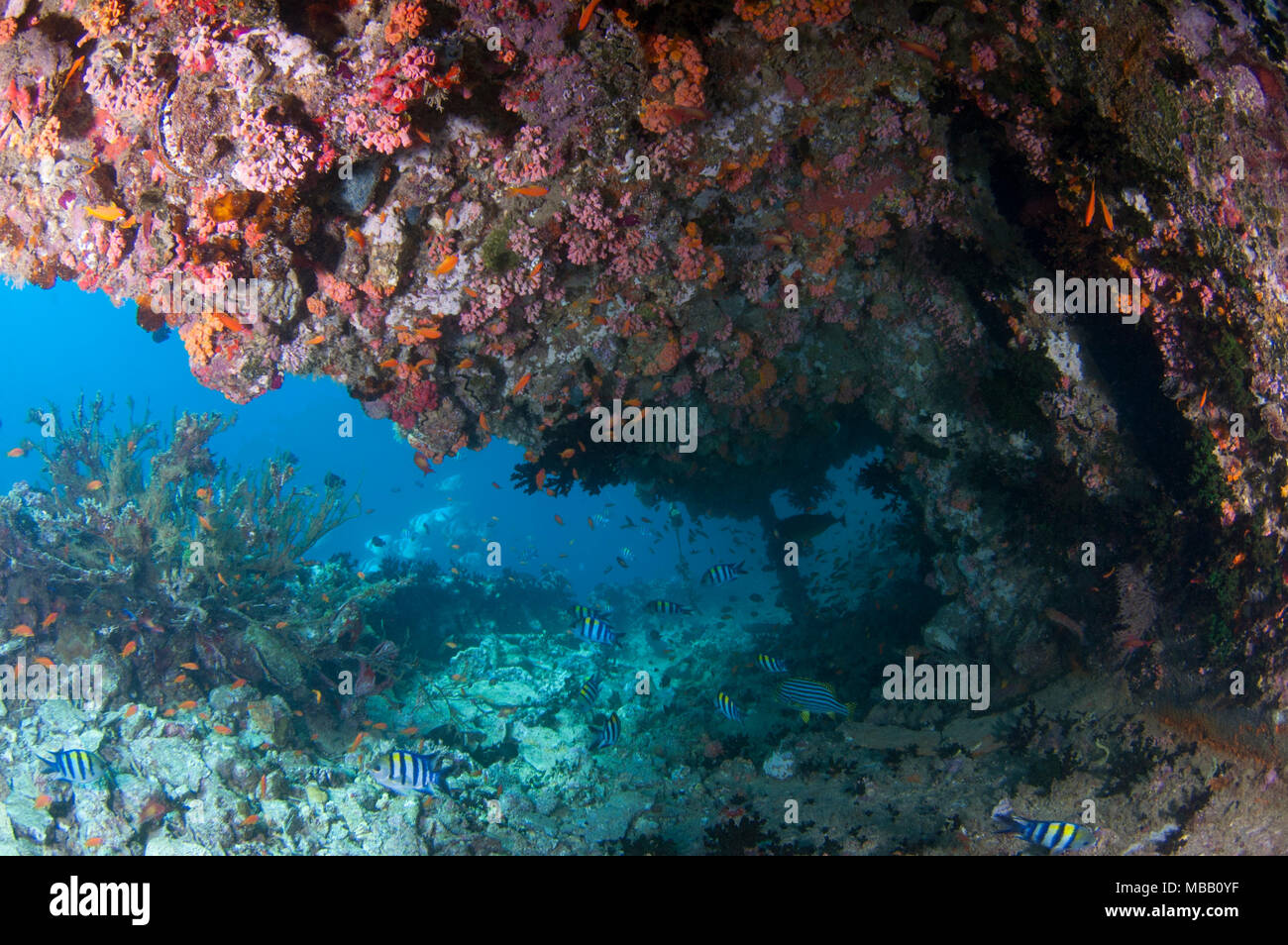 Werft Tauchplatz in Lhaviyani Atoll Stockfoto