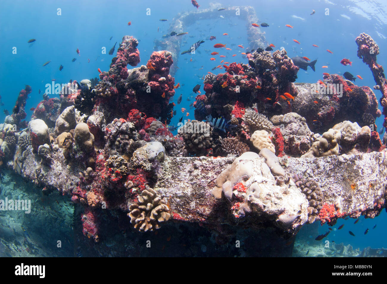 Werft Tauchplatz in Lhaviyani Atoll Stockfoto