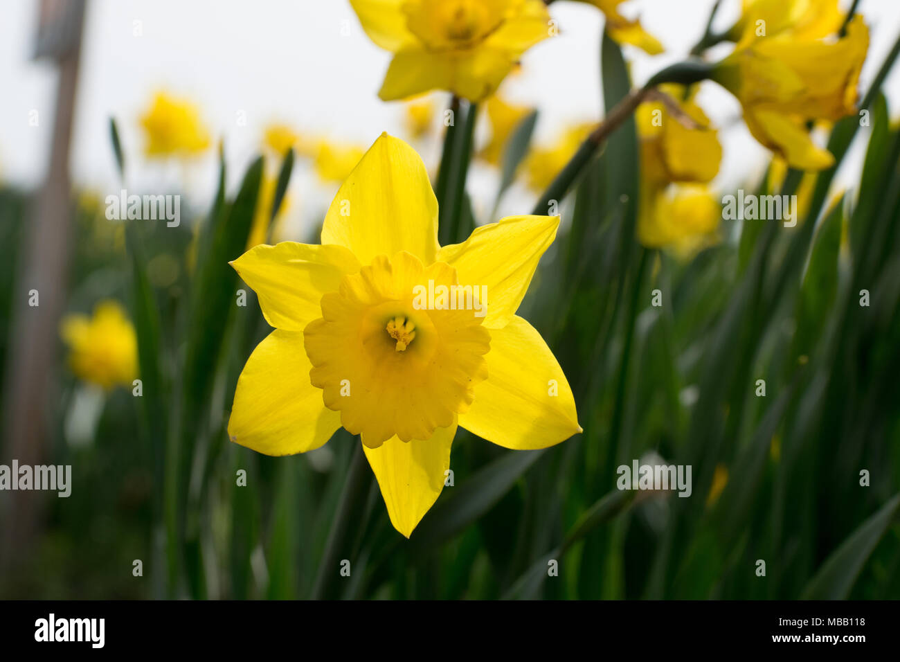 Washington Tulip Festival April 2018 Stockfoto