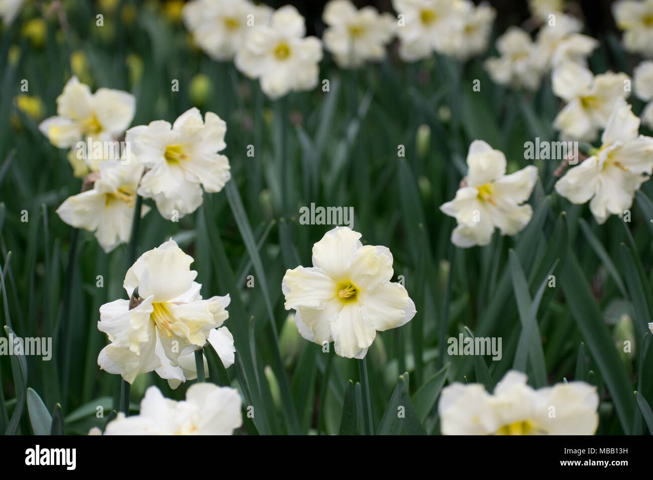 Washington Tulip Festival April 2018 Stockfoto