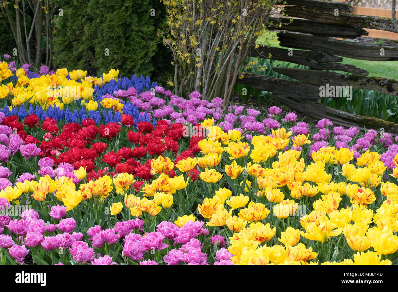 Washington Tulip Festival April 2018 Stockfoto