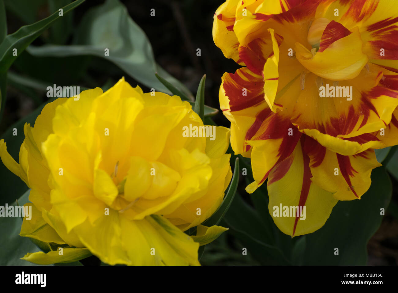 Washington Tulip Festival April 2018 Stockfoto