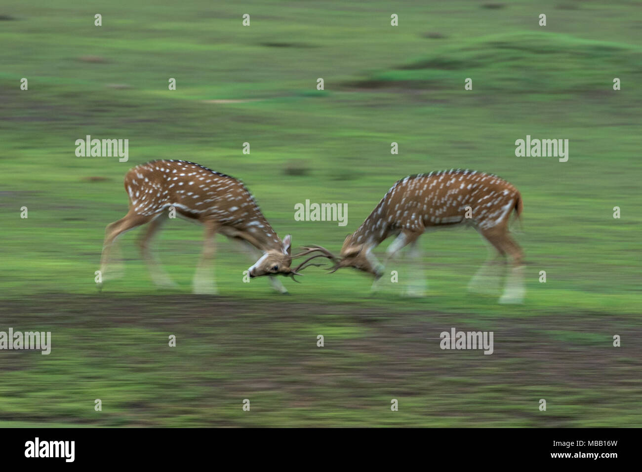 Die CHITAL oder Spotted Deer (Achse) sparring innen Andhari Tadoba Tiger Reserve in Maharashtra, Indien Stockfoto