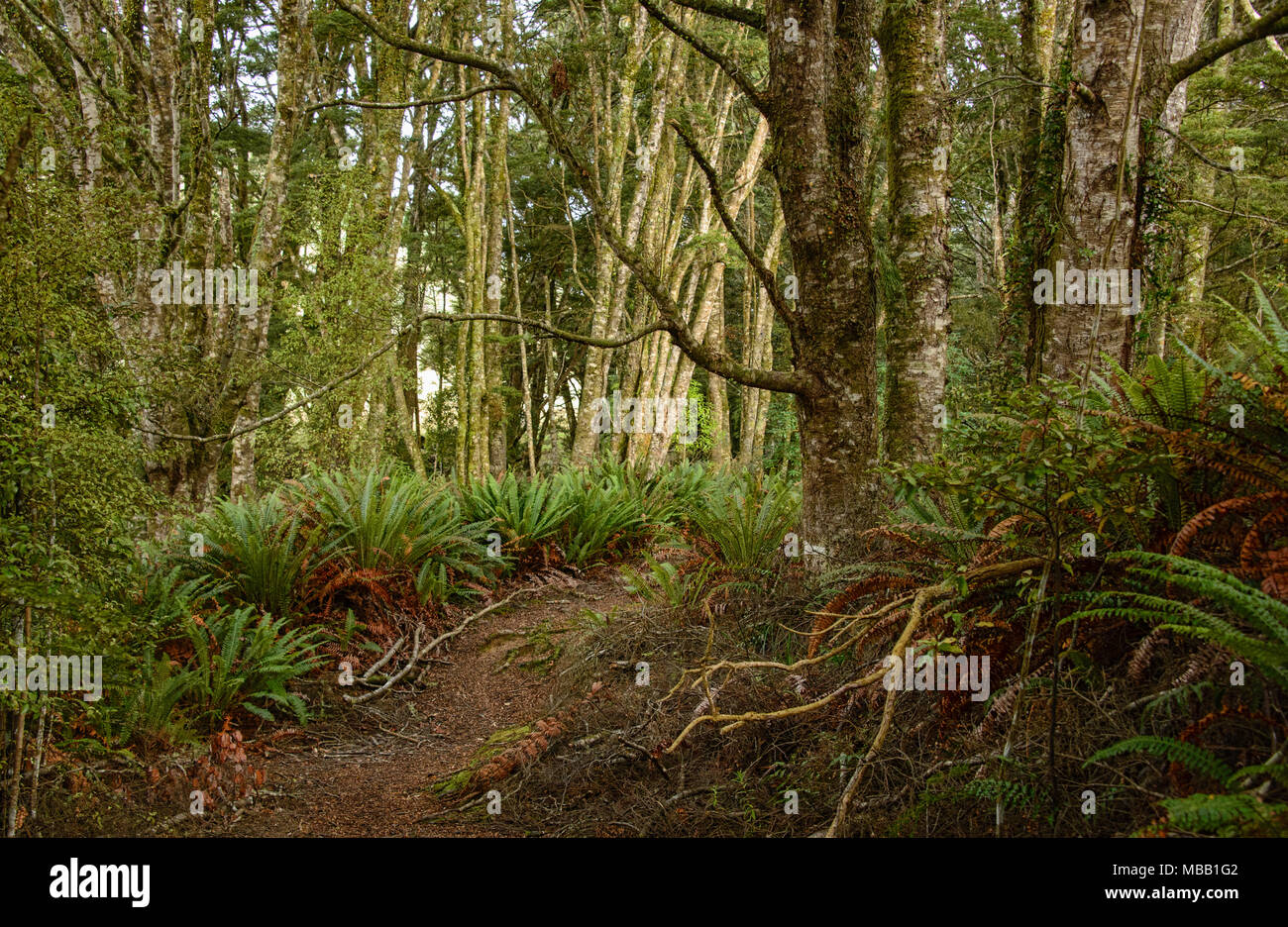 Dschungel in den Catlins River Trail, Neuseeland Stockfoto