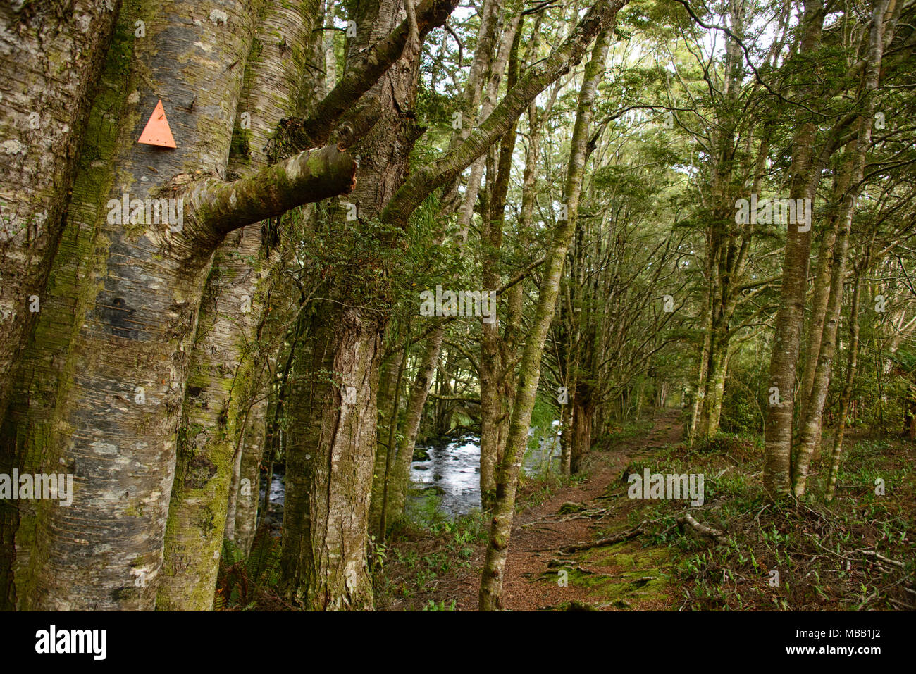 Dschungel in den Catlins River Trail, Neuseeland Stockfoto