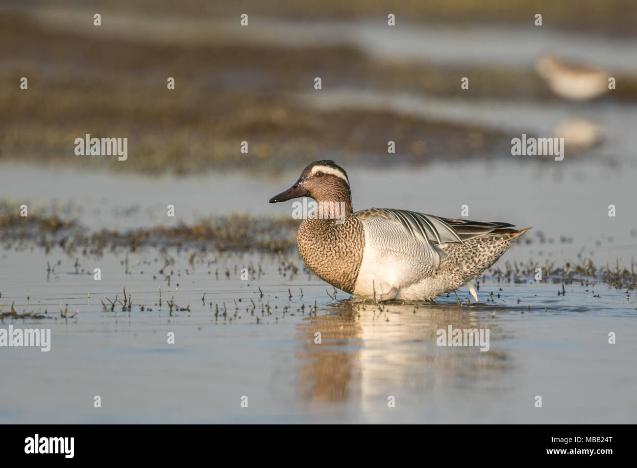 Die krickente (Spachtel querquedula) um Pune an Bhigwan Vogelschutzgebiet, Maharashtra, Indien gefunden. Stockfoto