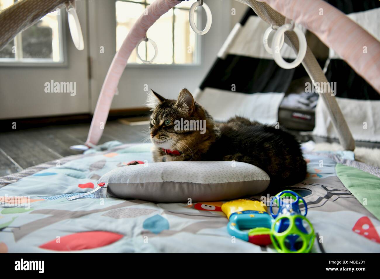 Adorable tabby cat Festlegung auf Baby Spielzeug in Home Stockfoto