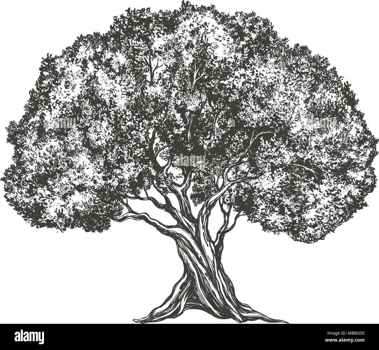 Olive Tree Hand gezeichnet Vektor-illustration realistische Skizze Stock Vektor