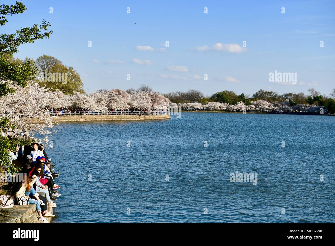 Das Tidal Basin während der Blüte der Cherry Blossom Festival, Washington DC, USA Stockfoto