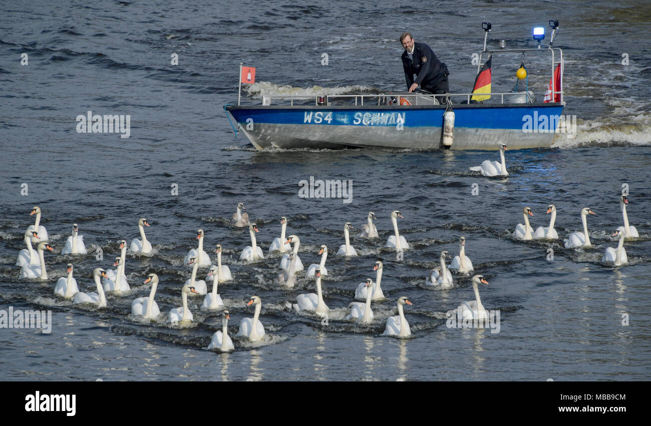 10 April 2018, Deutschland, Hamburg: Swan enthusiast Olaf Niess begleitet eine Gruppe von Schwänen, die auf der Alster, nachdem Sie den Winter an der "Eppendorfer Mühlenteich' Teich verbracht. Foto: Axel Heimken/dpa Stockfoto