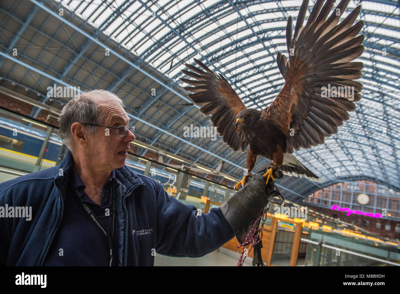 St. Pancras, London, UK. 10 Apr, 2018. Ein Falke Mann löscht Tauben Vor dem Kunstwerk - Ich möchte meine Zeit mit Ihnen von Tracey Emin CBE RA. Der Königlichen Akademie der Künste und der HS1 zeigen die 2018 Terrasse Kabel Installation am internationalen Bahnhof St. Pancras, London. Die Arbeit misst 20 Meter und ist der größte Text basierte Arbeit Emin bisher gemacht hat. Es wird auf der Anzeige bleibt bis zum Ende des Jahres das 250-jährige Bestehen der Königlichen Akademie der Künste und das 150jährige Jubiläum der St. Pancras zu markieren. Credit: Guy Bell/Alamy leben Nachrichten Stockfoto