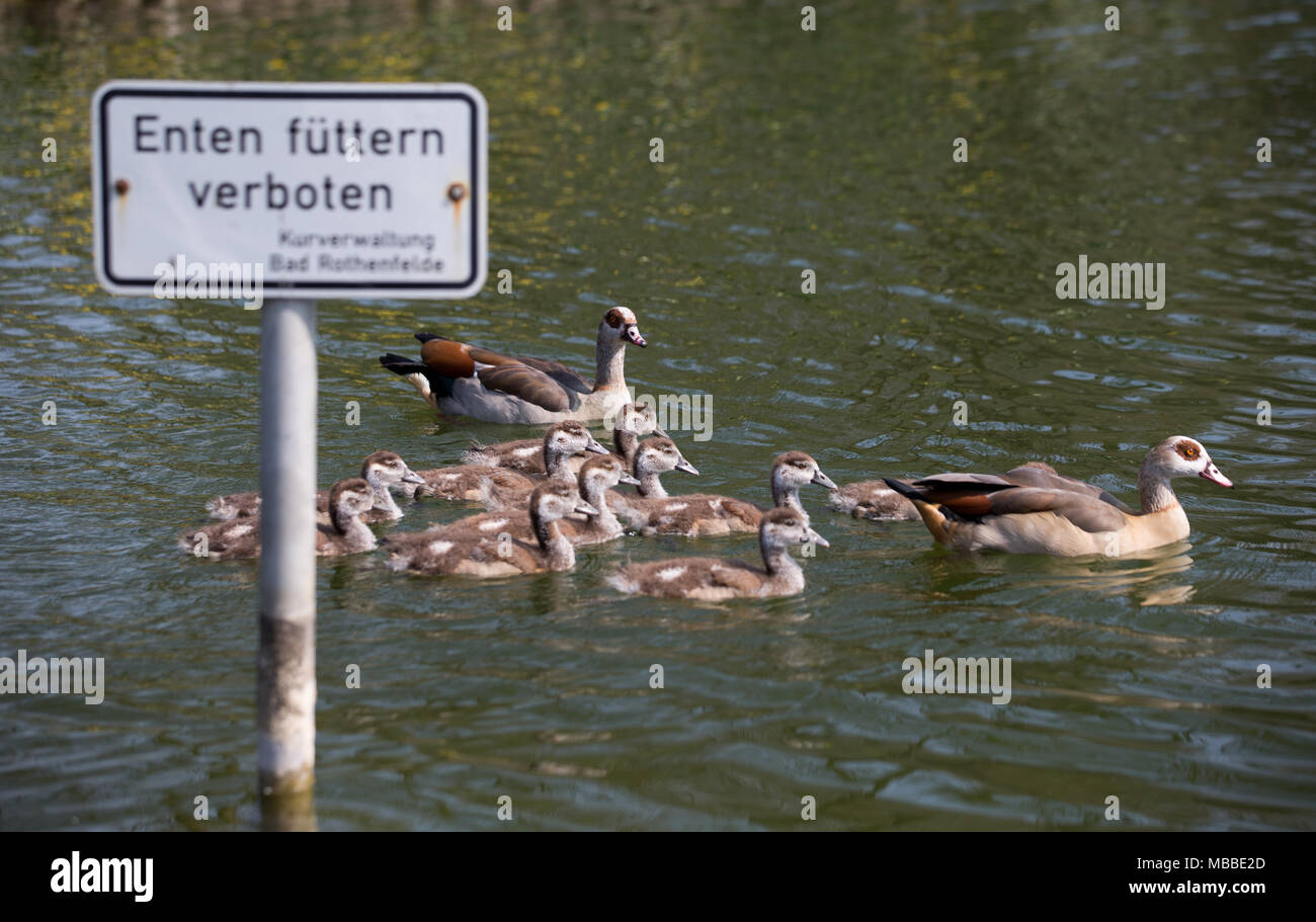 10 April 2018, Deutschland, Bad Rothenfelde Nilgänse und ihre Babys
