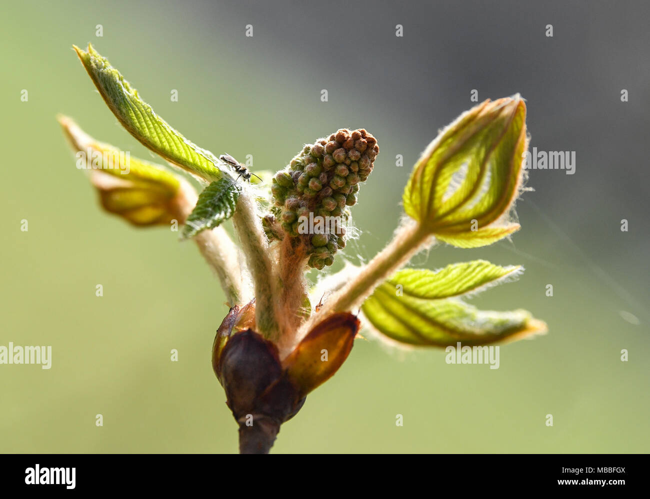 10 April 2018, Deutschland, Neuhardenberg: das Licht Grün einer chestnut Bud brilliert im Schlosspark. Heute ist ein warmer Frühling Tag mit 20 Grad nach Angaben der Meteorologen zu sein. Foto: Patrick Pleul/dpa-Zentralbild/dpa Stockfoto