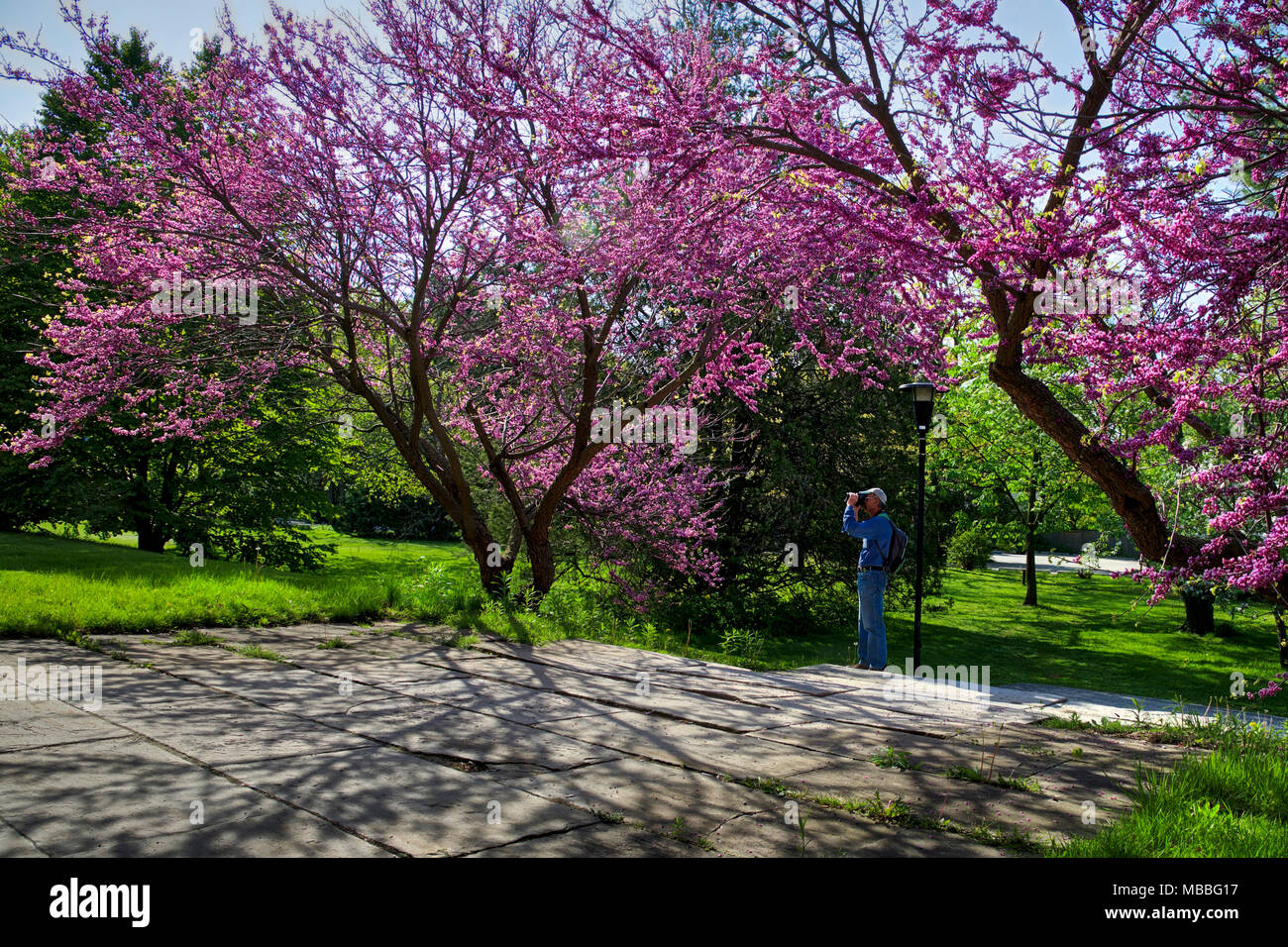 Toronto, Ontario / Kanada - 20. Mai 2016: Fotograf fotografiert Kirschbäume, die an schönen Frühlingsmorgen blühen Stockfoto