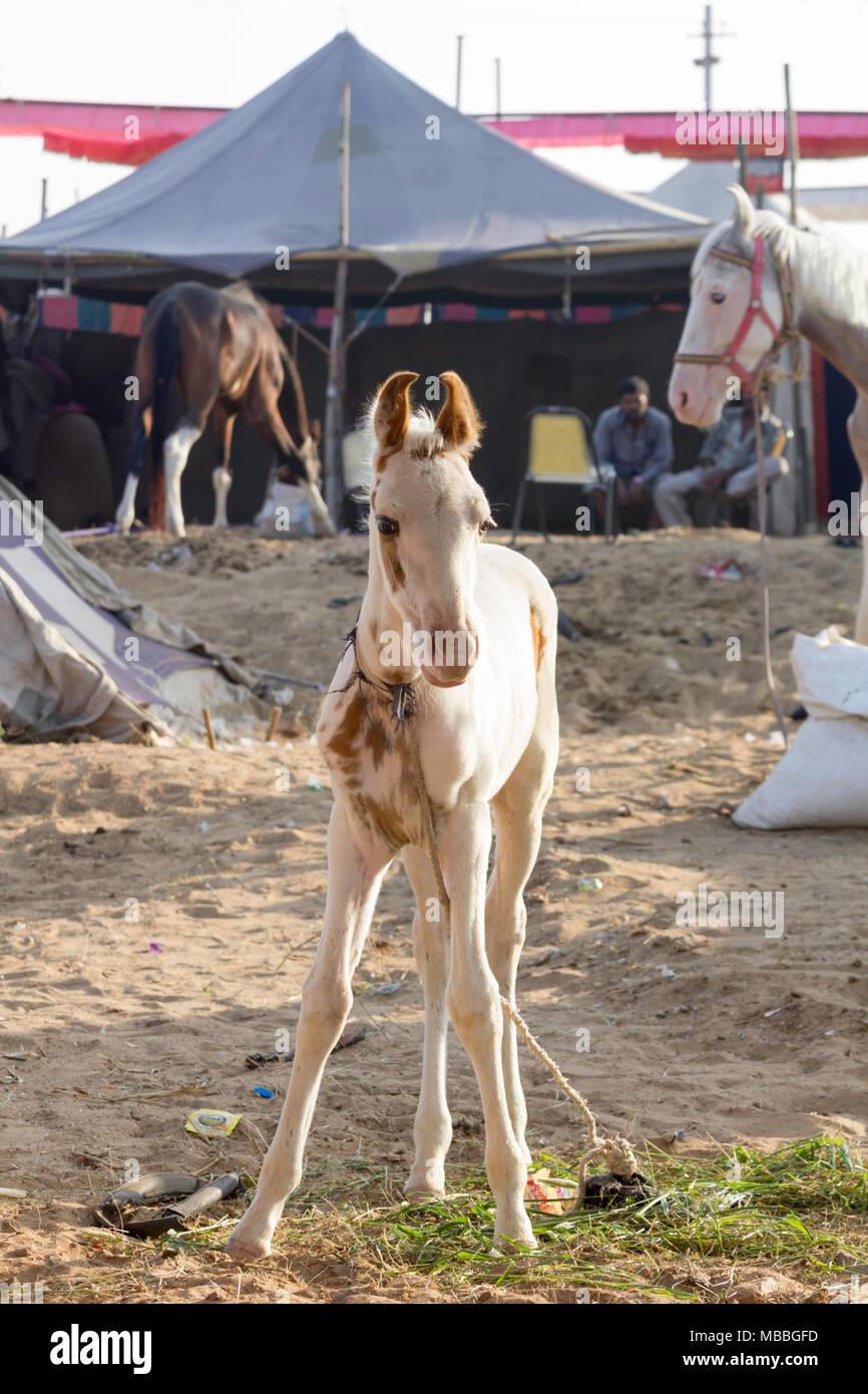 Farbige oder Pinto Marwari Fohlen durch die Zelte der Händler an die Pushkar Camel Fair, Pushkar, Rajasthan, Indien angebunden. Stockfoto